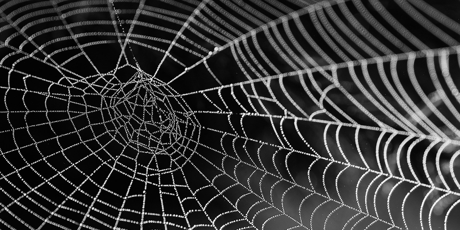 spider web with dew